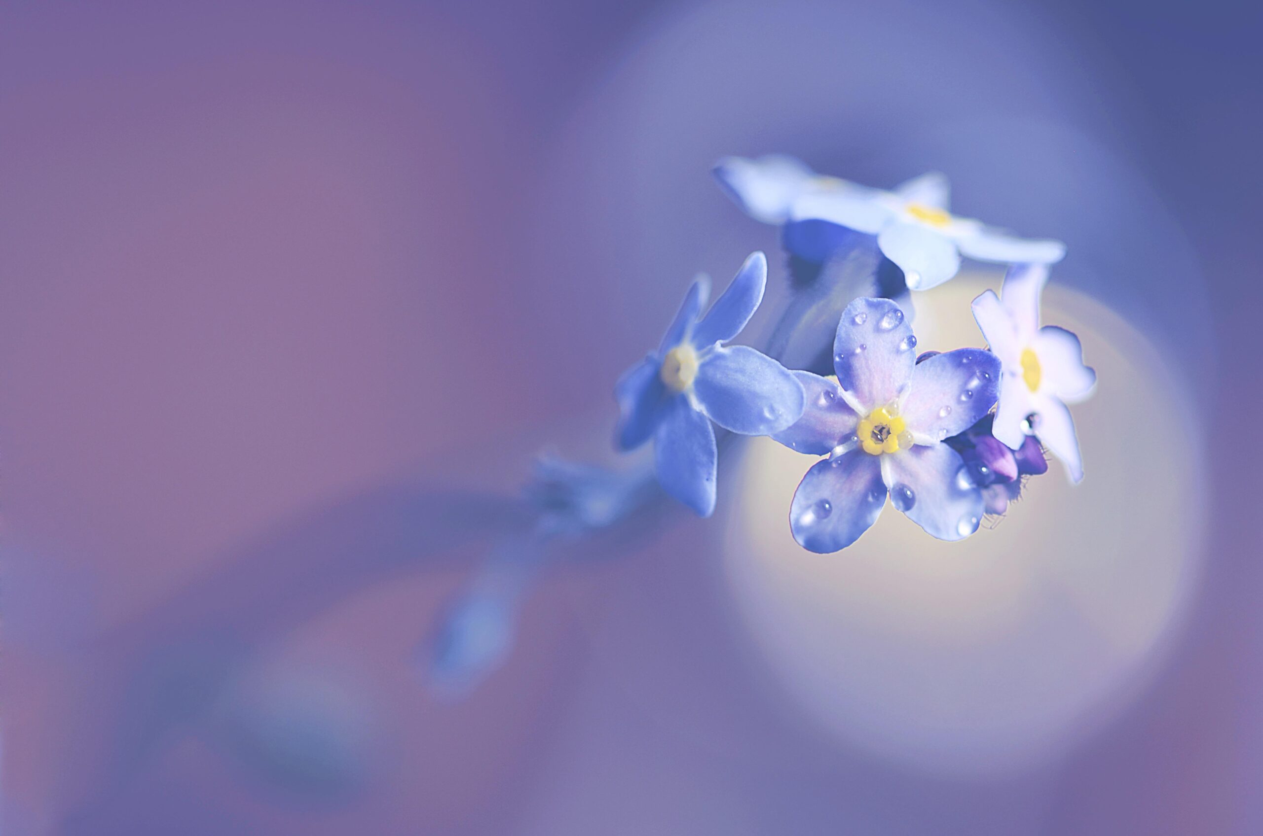 nature-5329244